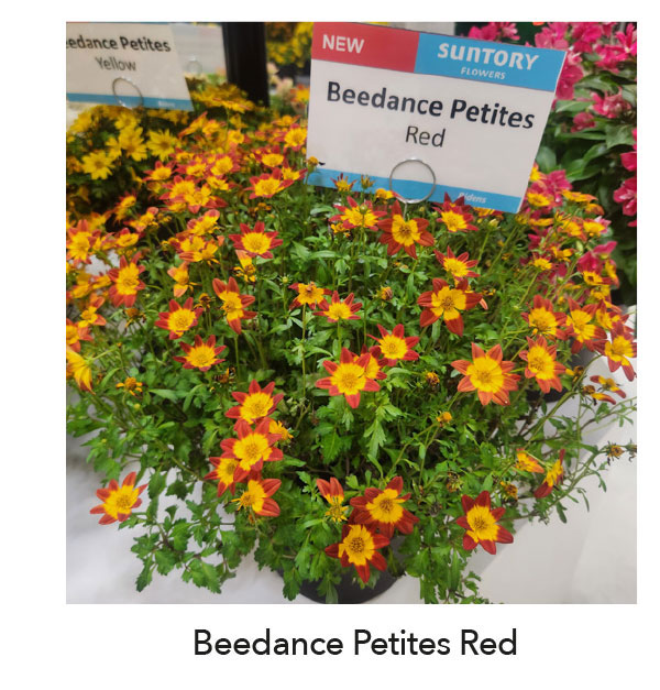 BEEDANCE® PETITES Red
