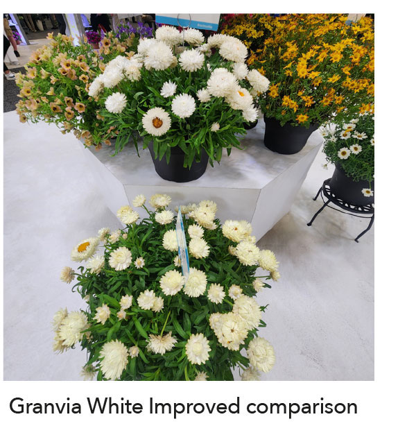 GRANVIA White Improved