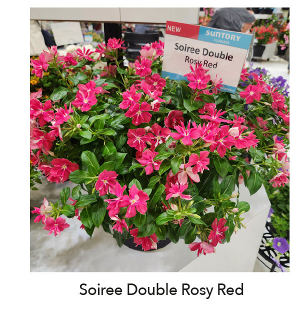 SOIREE® DOUBLE Rosy Red