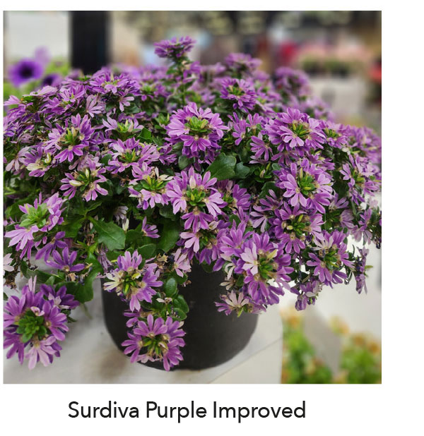 SURDIVA®