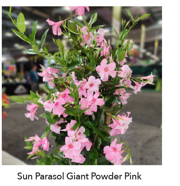 SUN PARASOL® GIANT Powder Pink