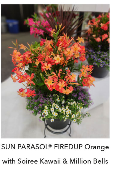 Sun Parasol FiredUp Orange With Soiree Kawaii and Million Bells