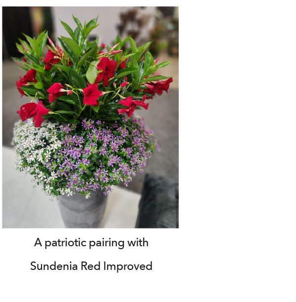 Patriotic pairing