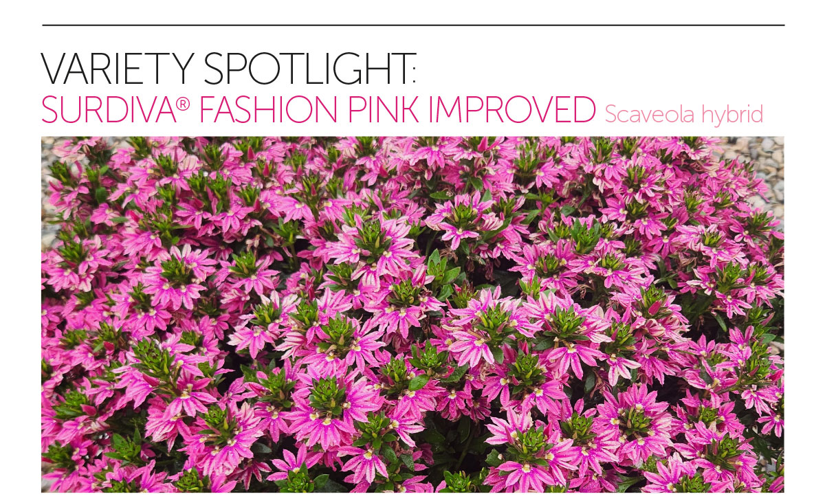 Fashion Pink Improved