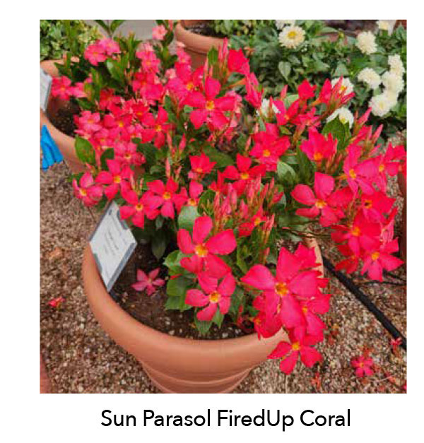 Suntory Flowers Variety View – Colorado State Trials - Suntory Flowers